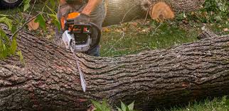 Professional Tree Services in Franklin, LA